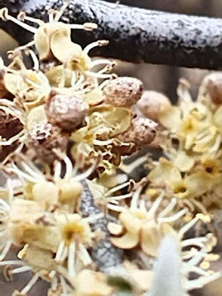 Голубые звёзды: под Омском распустились весенние первоцветы