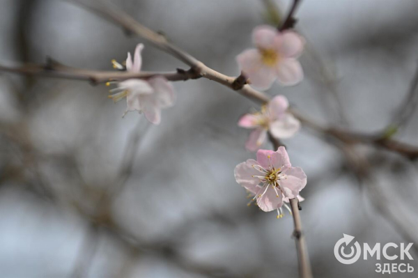 Розовое облако весны: любуемся цветением омской "сакуры"