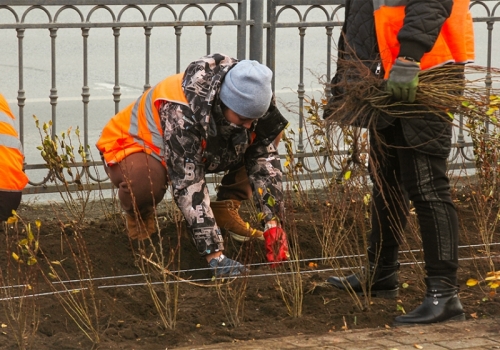 В Омске ужесточат правила вырубки зелёных насаждений В Омске ужесточат правила вырубки зелёных насаждений