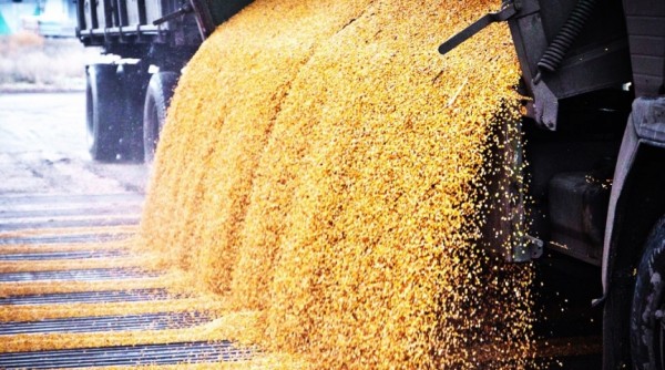 На доставку омского зерна морем скинулось более сотни фермеров