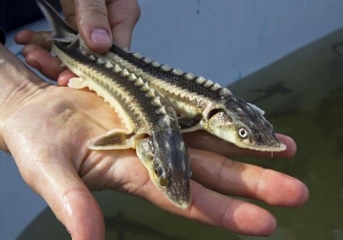 Омский браконьер поднял руку на 11 краснокнижных осетров