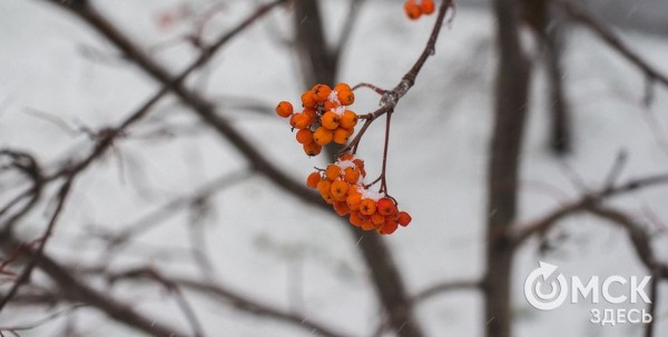 Первый снег ждут в Омской области уже на этой неделе
