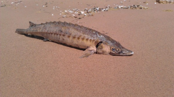 В Омске задержали пенсионера, который наловил осетра на 110 тысяч рублей В Омске задержали пенсионера, который наловил осетра на 110 тысяч рублей