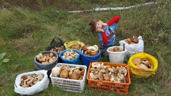 Самый ценный – белый гриб. Правила тихой охоты в Омской области