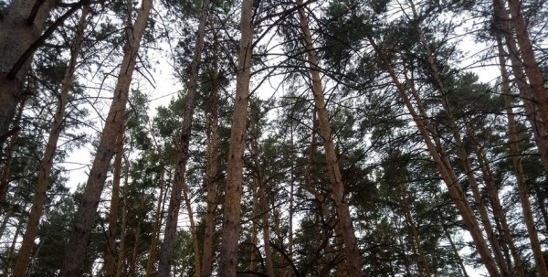 В Омской области ищут дедушку на коне и с жеребёнком