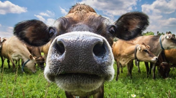 У коров в Омской области обнаружили тяжелую заразную инфекцию