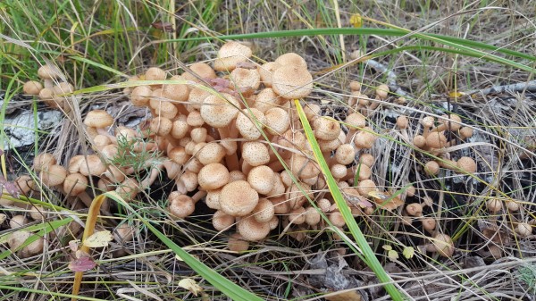 Самый ценный – белый гриб. Правила тихой охоты в Омской области