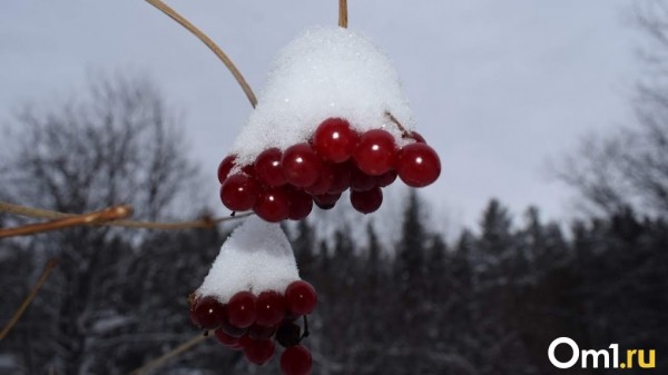 В Омске на этой неделе может выпасть первый снег В Омске на этой неделе может выпасть первый снег