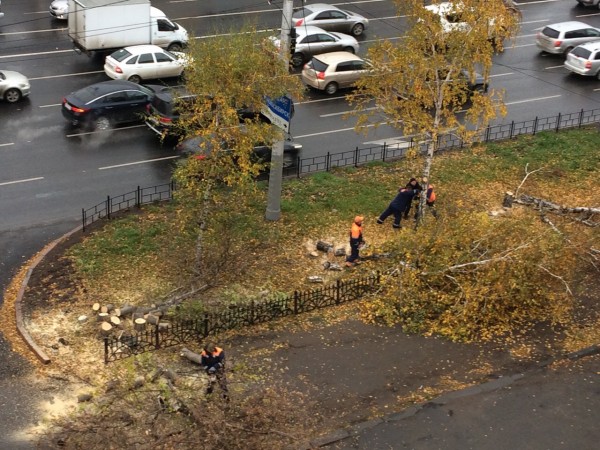 На Ленинградской площади вырубили берёзы ради новых лип На Ленинградской площади вырубили берёзы ради новых лип