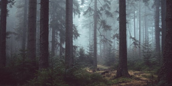 В Омске объявили сбор волонтёров для поисков пропавшего в лесу мужчины