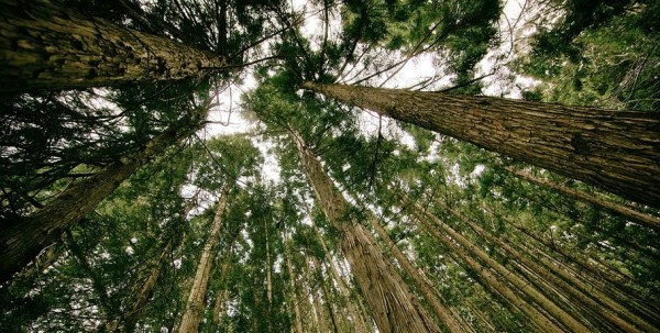 "Может быть, нас услышат!". Омичи вышли на митинг в защиту окружающей среды