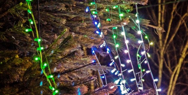 В Омске перед потеплением установили новогоднюю ель