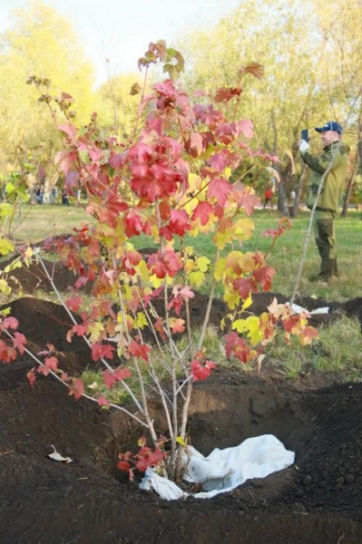 В парке «Зеленый Остров» субботник прошёл с музыкой и пирогами