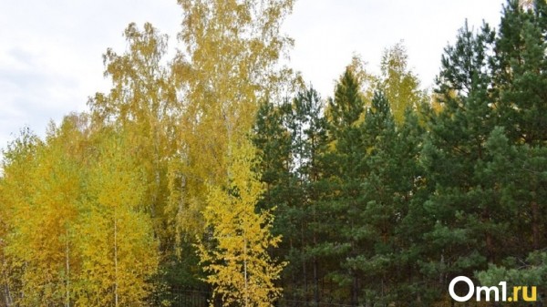 В Омске похолодает, но к выходным