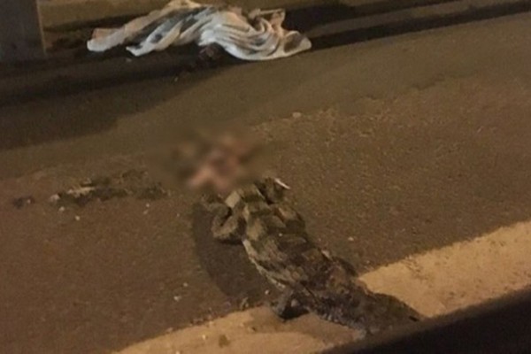 Мертвый сельский крокодил: защита диких животных в России провалилась