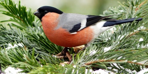 В Омске заметили первых снегирей