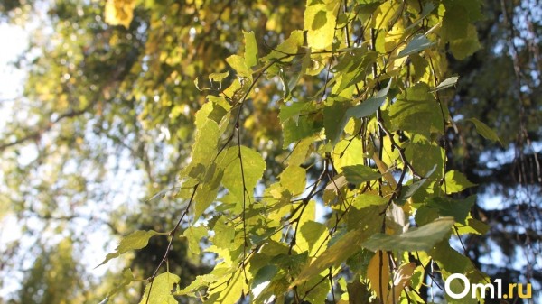 Омичей ждет жаркое начало недели