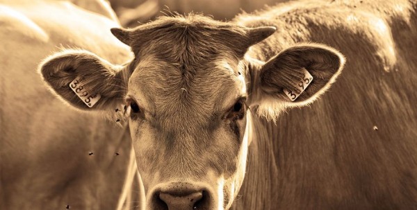 В Омской области объявлен карантин из-за вспышки опасной болезни В Омской области объявлен карантин из-за вспышки опасной болезни