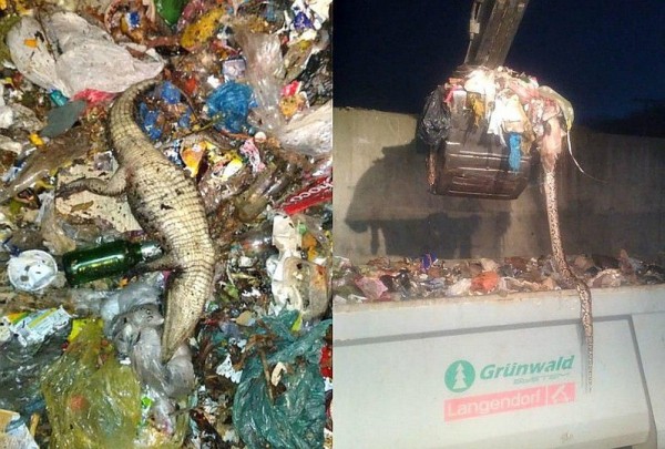 Мертвый сельский крокодил: защита диких животных в России провалилась