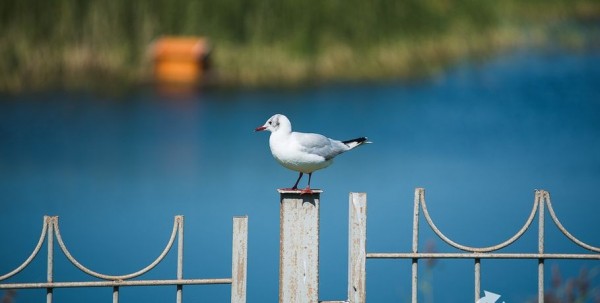 Омичей приглашают на пешую прогулку по "Птичьей гавани"