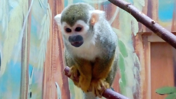 В омском экоцентре появился беличий саймири Антоха