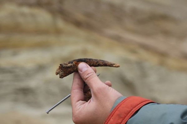 На юге Омской области нашли останки мамонта