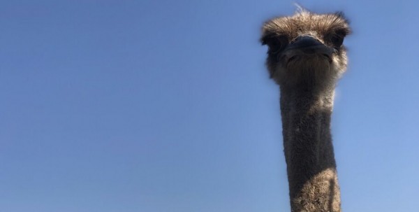 Большереченский страус выжил в пожаре