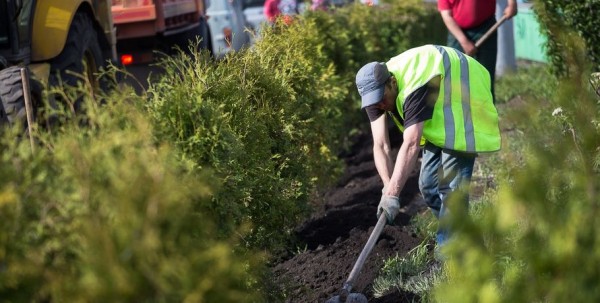 Сотрудника омской мэрии уволили из-за "замурованных" деревьев Сотрудника омской мэрии уволили из-за "замурованных" деревьев