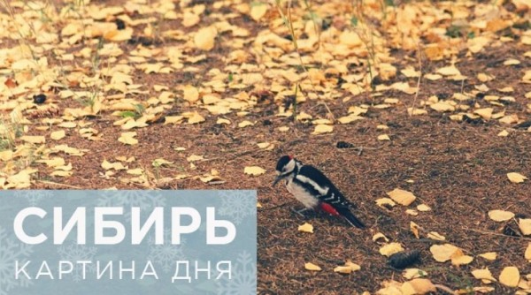 Картина дня в Сибири: под Новосибирском водитель автобуса умер прямо за рулем, депутаты заксобрания Забайкалья откажутся от служебных покупок ради бюджета, Кузбасс готов поставлять уголь Украине, поиски Ми-8 в Красноярском крае прекращены Картина дня в Сибири: под Новосибирском водитель автобуса умер прямо за рулем, депутаты заксобрания Забайкалья откажутся от служебных покупок ради бюджета, Кузбасс готов поставлять уголь Украине, поиски Ми-8 в Красноярском крае прекращены