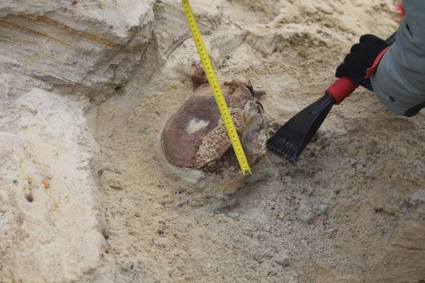 На юге Омской области нашли останки мамонта