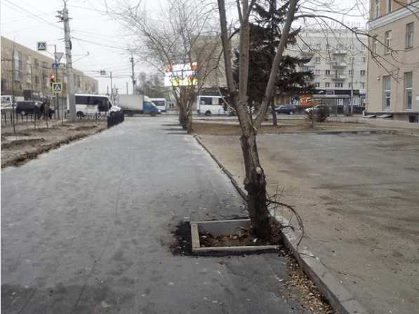 Сотрудника омской мэрии уволили из-за "замурованных" деревьев Сотрудника омской мэрии уволили из-за "замурованных" деревьев