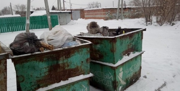 Главный омский мусорщик путано объяснил, почему переполнены контейнеры Главный омский мусорщик путано объяснил, почему переполнены контейнеры