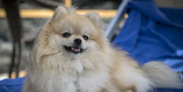 Омичка лишилась денег при покупке шпица из Казани