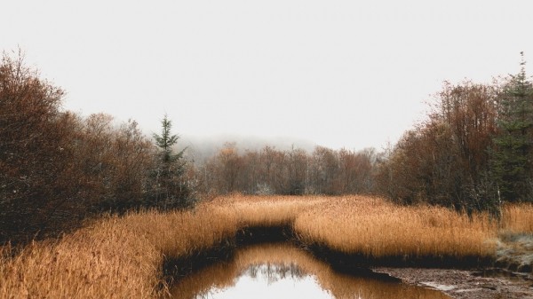 Омичи-герои спасли тонущих пенсионеров из болота