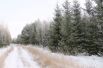 Лесхозы Омской области заготовят порядка 25000 новогодних сосен