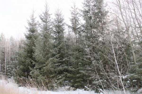 Срубили нашу ёлочку… Какие деревья выбирают омичи на Новый год