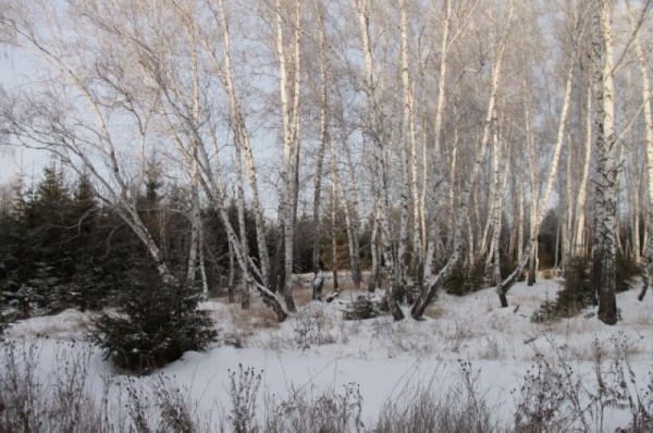Срубили нашу ёлочку… Какие деревья выбирают омичи на Новый год