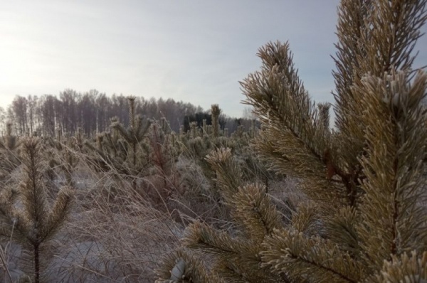 Срубили нашу ёлочку… Какие деревья выбирают омичи на Новый год