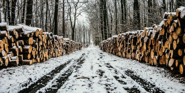 На севере Омской области незаконно рубили лес На севере Омской области незаконно рубили лес