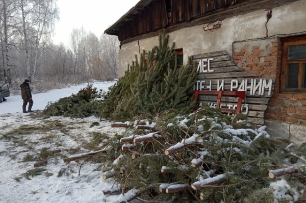 Срубили нашу ёлочку… Какие деревья выбирают омичи на Новый год