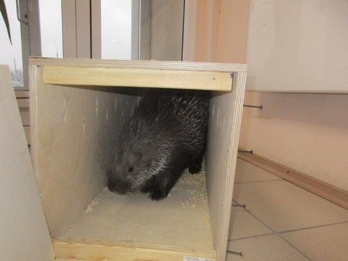 Игрунка и дикобраз поселятся в омском зоопарке Игрунка и дикобраз поселятся в омском зоопарке