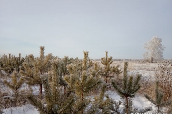 Срубили нашу ёлочку… Какие деревья выбирают омичи на Новый год