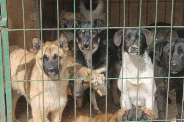 Новые правила по содержанию животных будут действовать в омских зооприютах