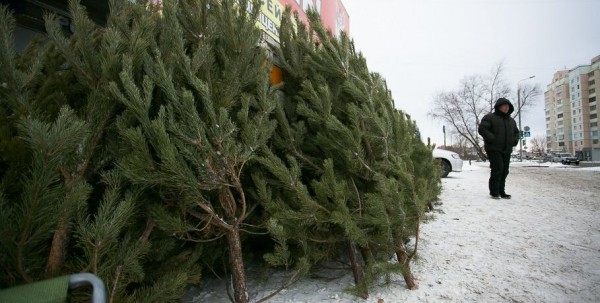 Первые нелегальные продавцы новогодних елей пойманы в Омске