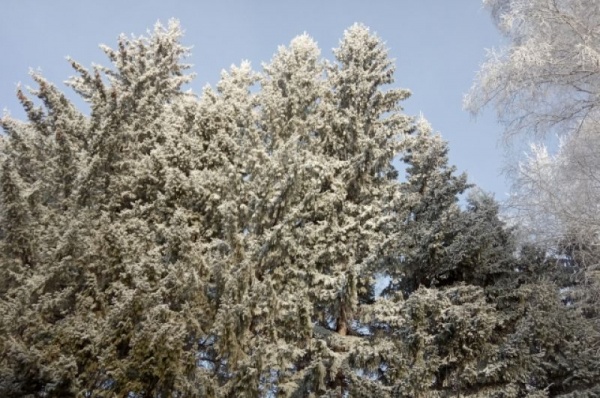 Срубили нашу ёлочку… Какие деревья выбирают омичи на Новый год