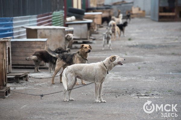 В Омске 9-летнего мальчика покусали собаки. Прохожим удалось отбить ребенка у стаи В Омске 9-летнего мальчика покусали собаки. Прохожим удалось отбить ребенка у стаи