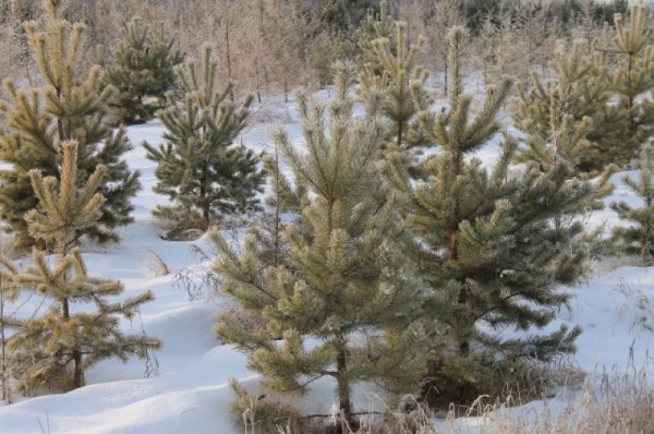 Срубили нашу ёлочку… Какие деревья выбирают омичи на Новый год