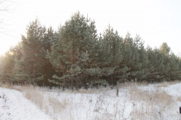 Срубили нашу ёлочку… Какие деревья выбирают омичи на Новый год