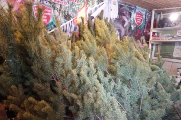 Срубили нашу ёлочку… Какие деревья выбирают омичи на Новый год