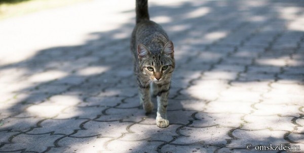 В омских деревнях введён карантин из-за опасной для человека болезни